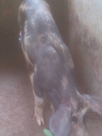 Porc à la porcherie chez Soh Wambé Tchamo Fabien